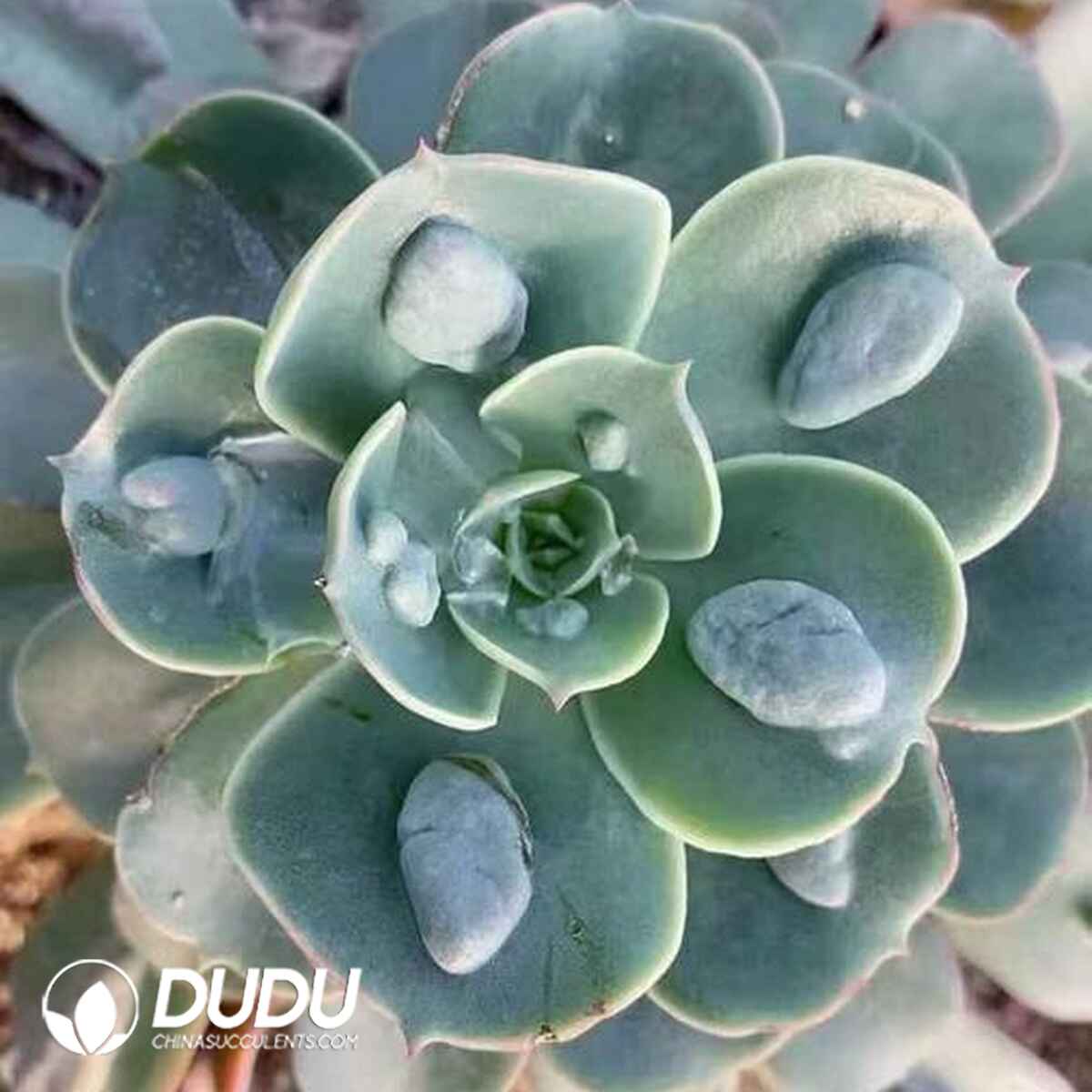 EC13693S50-CUT500.jpg 500pcs Echeveria Raindrops Cuttings - 画像 (1)