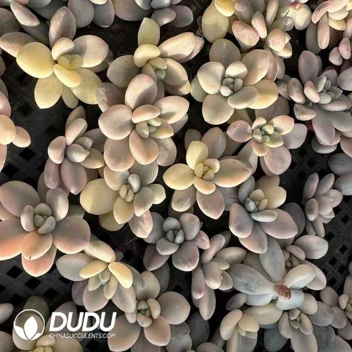 GR13681S30-CUT500.jpg 500pcs Graptopetalum Miul Vareigated Cuttings - 画像 (1)