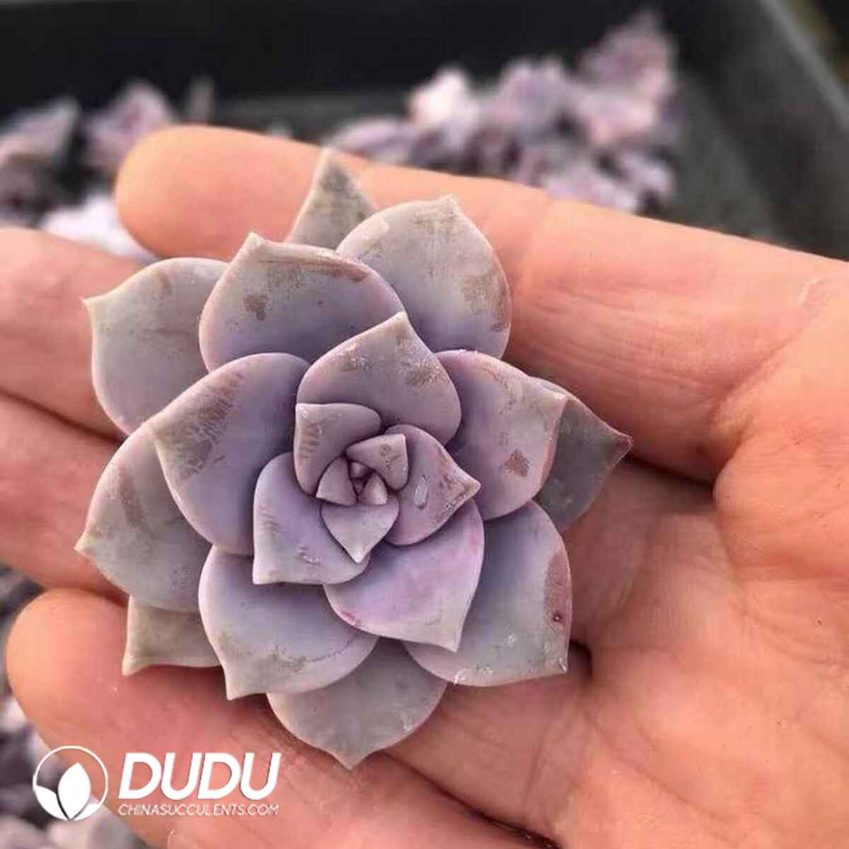 GR13686S30-CUT500.jpg 500pcs Graptopetalum perbum Variegated Cuttings - 画像 (1)