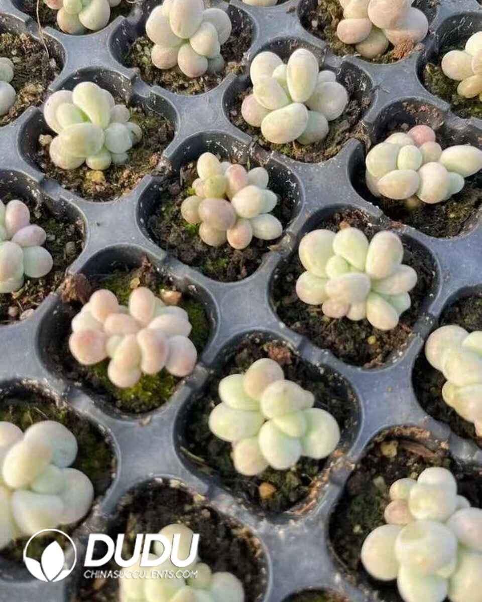 PA13606S30-SEL105.jpg 105pcs Pachyphytum Origin Cheese Seedlings (Random Single or Double Head) - 画像 (1)