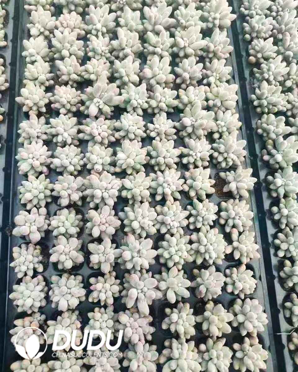 PA13626S30-SEL105.jpg 105pcs Pachyphytum Baby Fingers Seedings - 画像 (1)