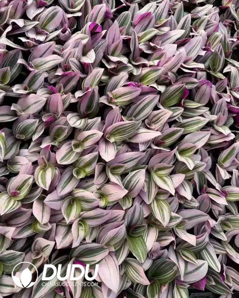TRA13611S30-SEL72.jpg 72pcs Tradescantia Oil Painting Seedings - 画像 (1)