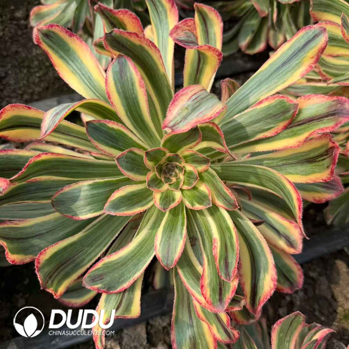 08309D250201.jpg Aeonium V Variegated - 画像 (1)