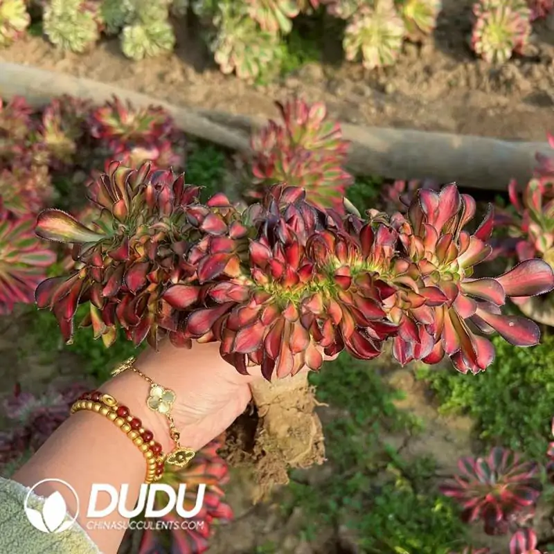 1756118589-e201-194.webp Aeonium Afterglow Old Stem Cristata - 画像 (1)