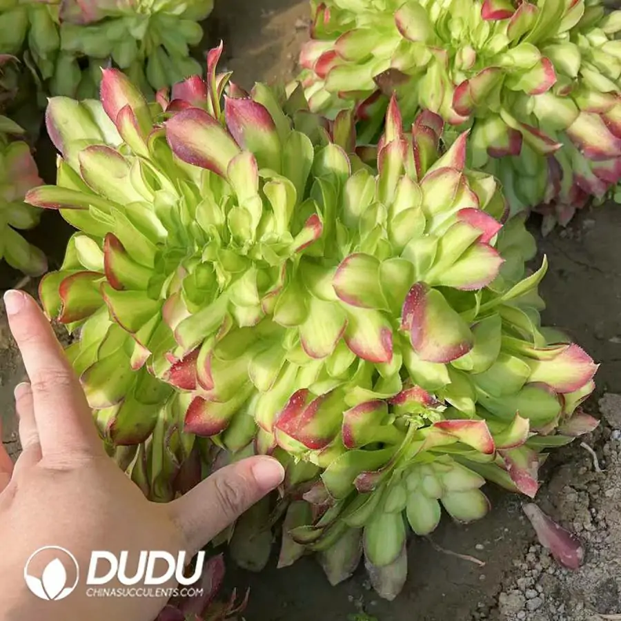 1756120232-e201-149.webp Aeonium Shao Hua Cristata - 画像 (1)