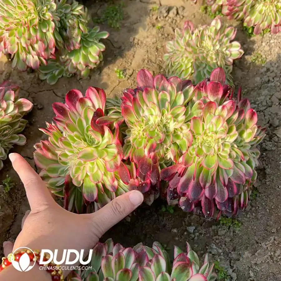 1756120235-e201-151-1.webp Aeonium Qingcheng Cristata - 画像 (1)