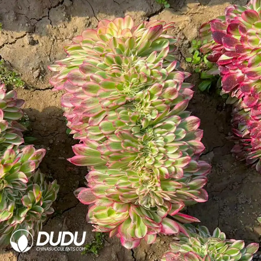 1756120238-e201-152.webp Aeonium Litchi Cristata - 画像 (1)