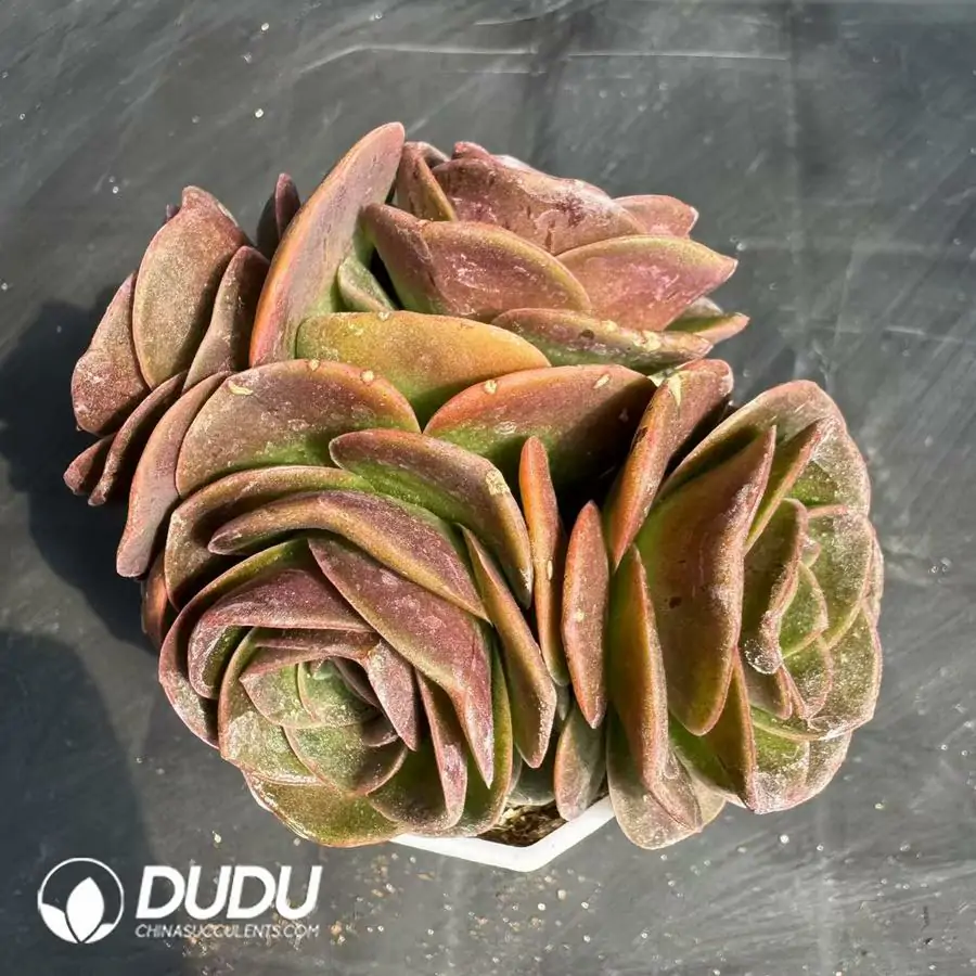 1756124302-1743402565-e202.webp Aeonium Selected Zelanpa Clustering - 画像 (1)