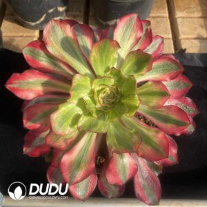 Aeonium Rubensaga