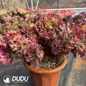 Aeonium Miul Cristata