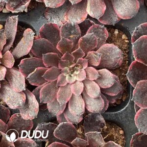 Aeonium Oil Painting