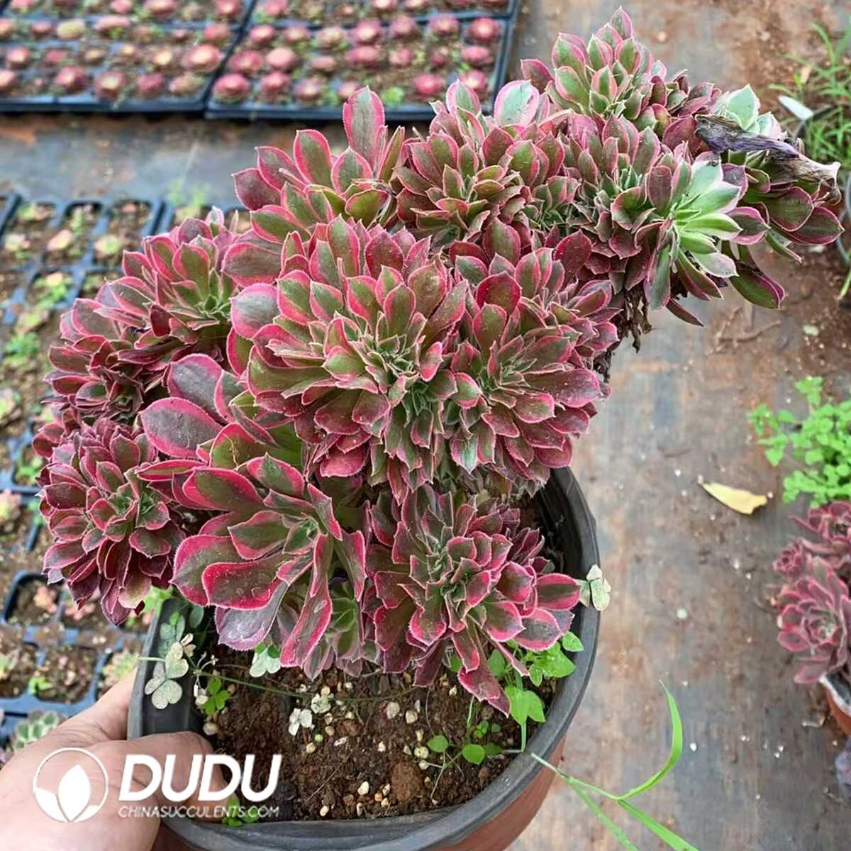 e201-177.jpg Aeonium Goddess Cristata - 画像 (1)