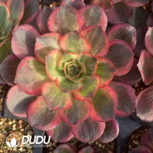 Aeonium Nafu