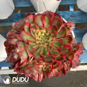 Aeonium Good Fortune Clustering