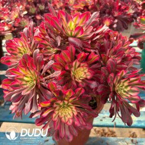 Aeonium Red Copper Clustering