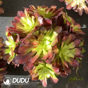 Aeonium River Full of Red Clustering