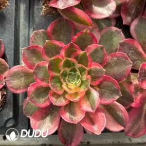 Aeonium Pink Hibiscus