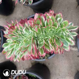 Aeonium Childlike Heart Cristata