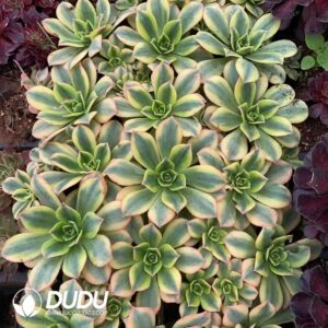 Aeonium Starburst