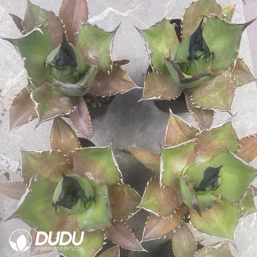 00744D60 Agave Titanota King Arthur - 画像 (1)