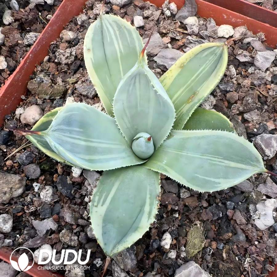 00822D60 Agave Parryi - 画像 (1)