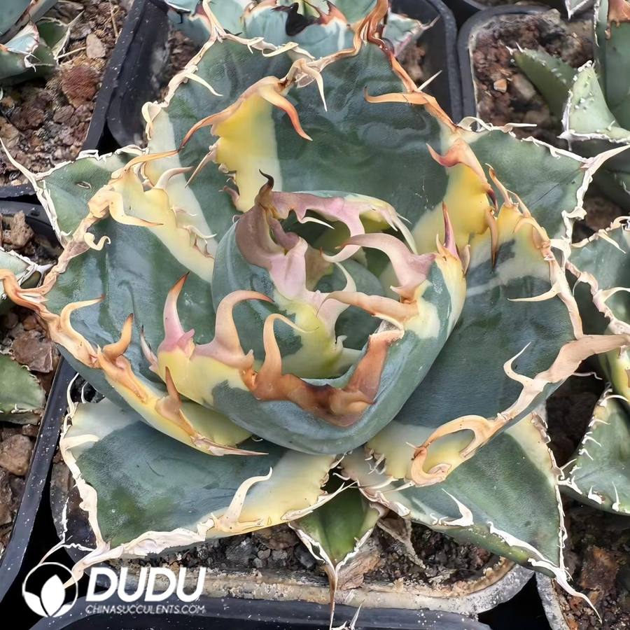00826D80 (Marginata Variegated)Agave Titanota White Whale White Variegated - 画像 (1)