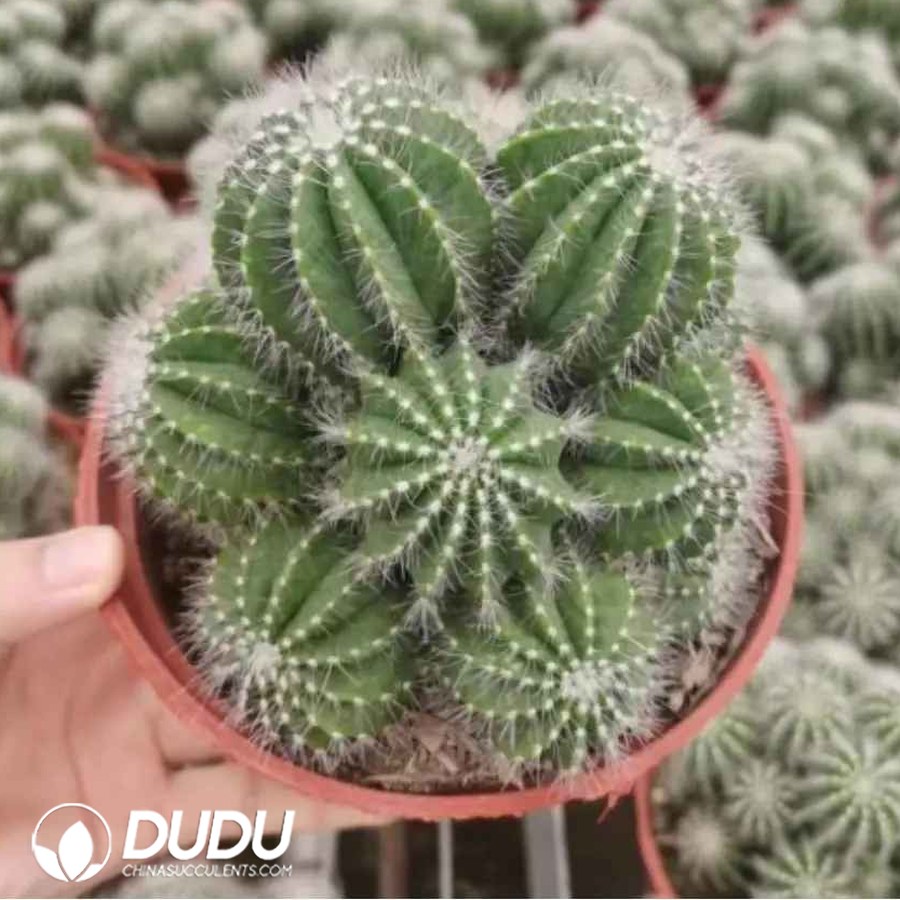 01274D150 (Grafted)Notocactus magnificus Clustering - 画像 (1)