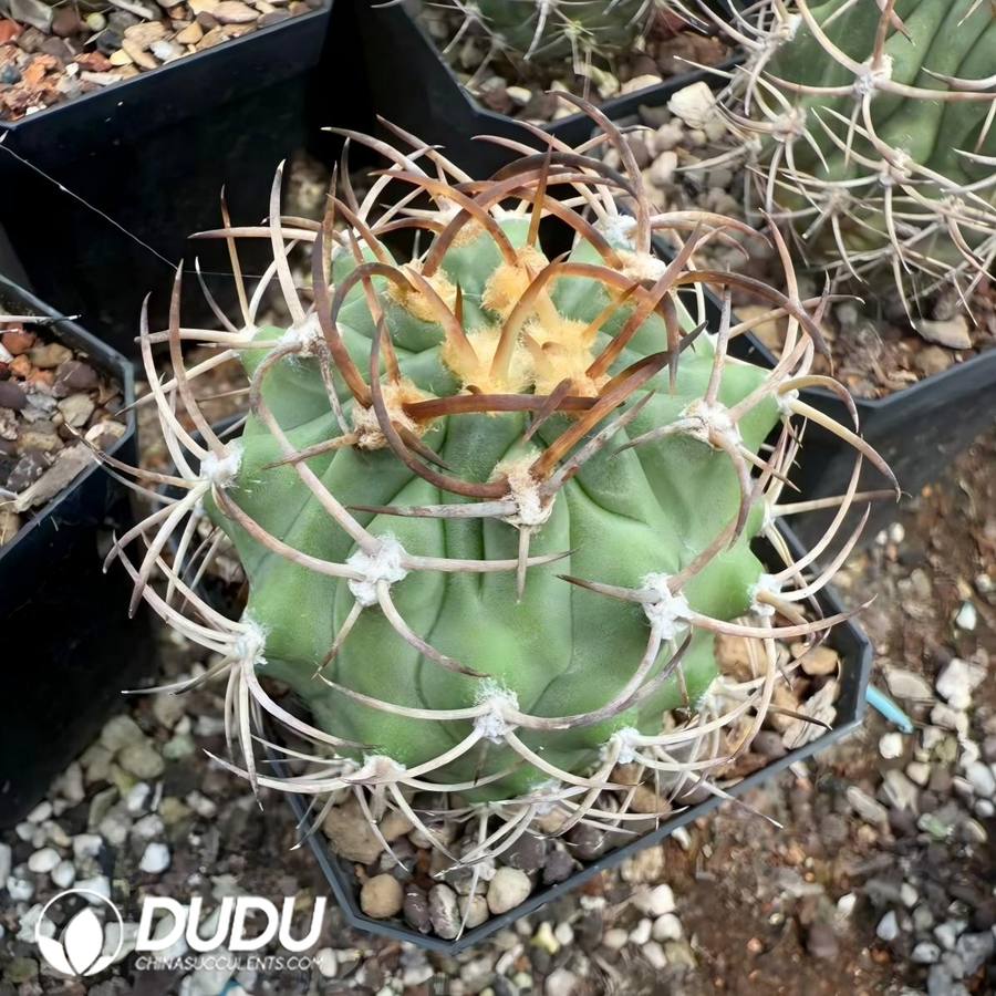 01536D65 (Seed Grown)Eriosyce ihotzkyanae - 画像 (1)