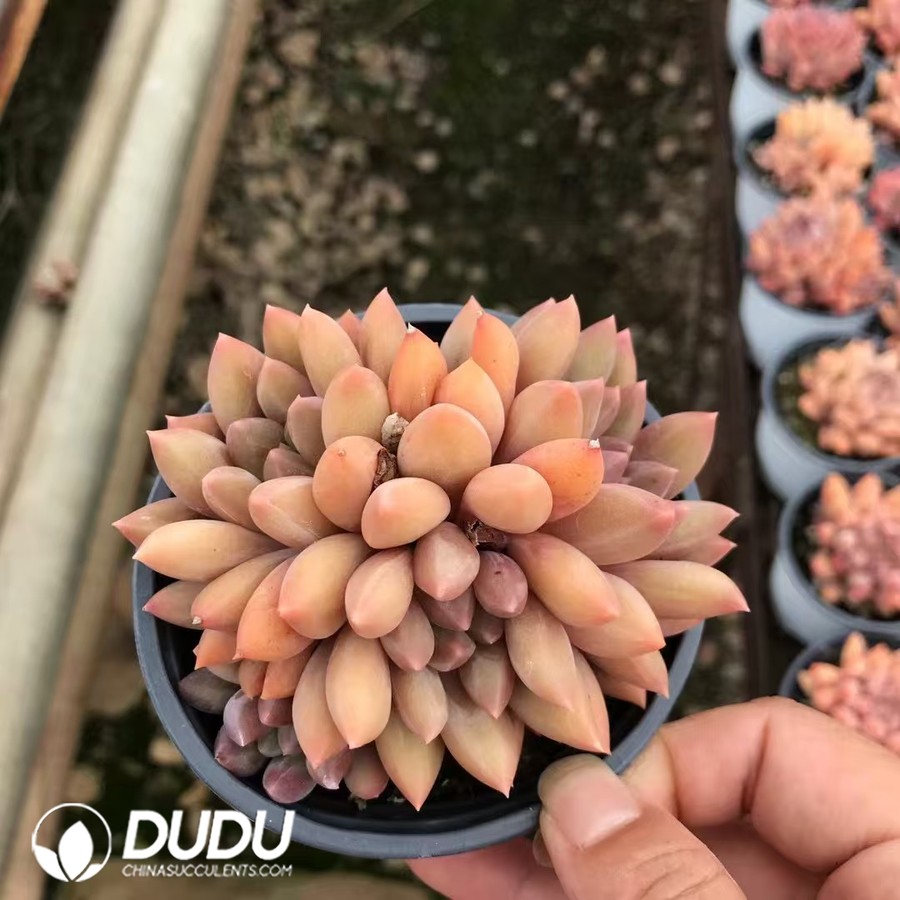 02875D90 Echeveria Crystal Ball Clustering - 画像 (1)
