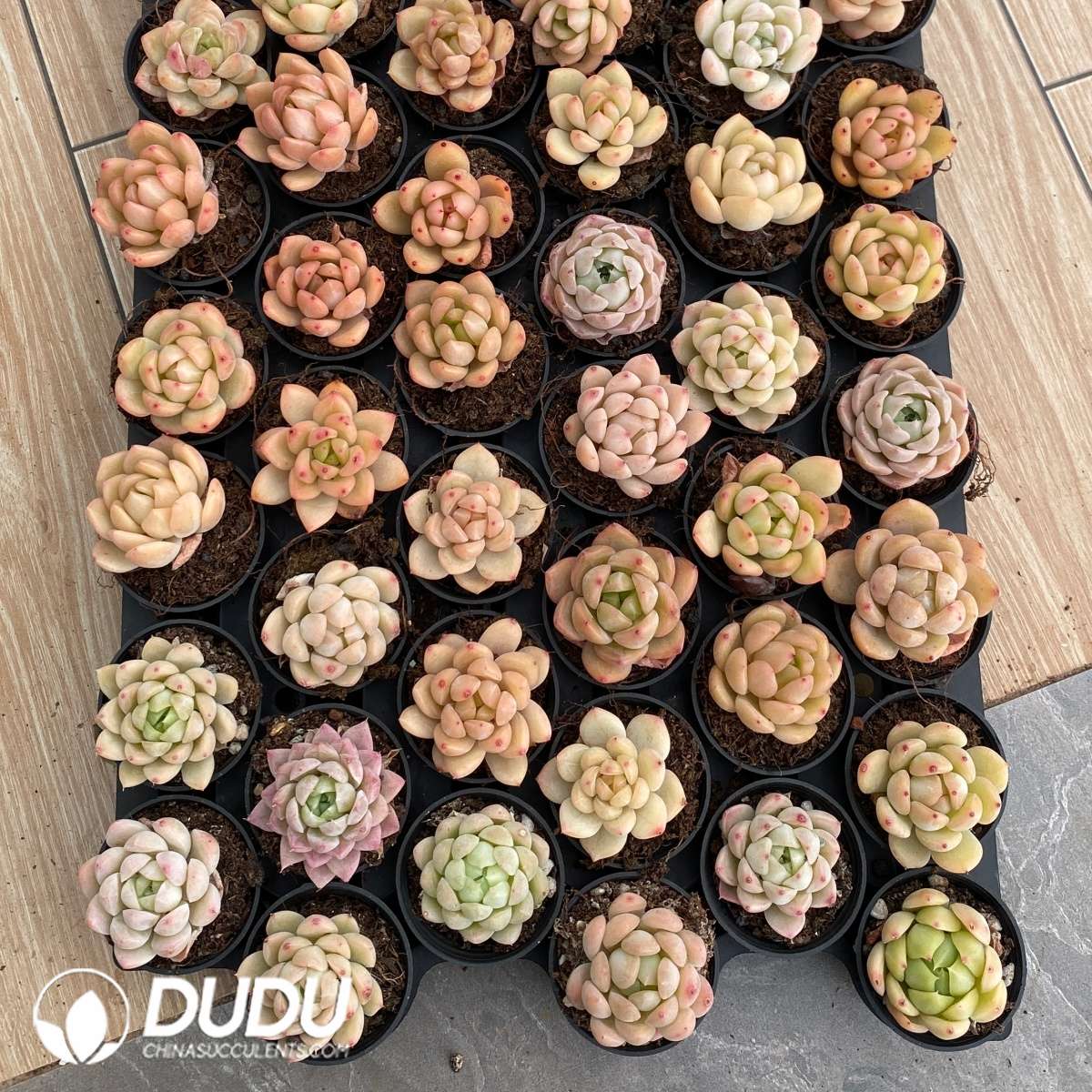 03472D55 (1) Echeveria 54pcs Random Hybrid Collocation - 画像 (1)