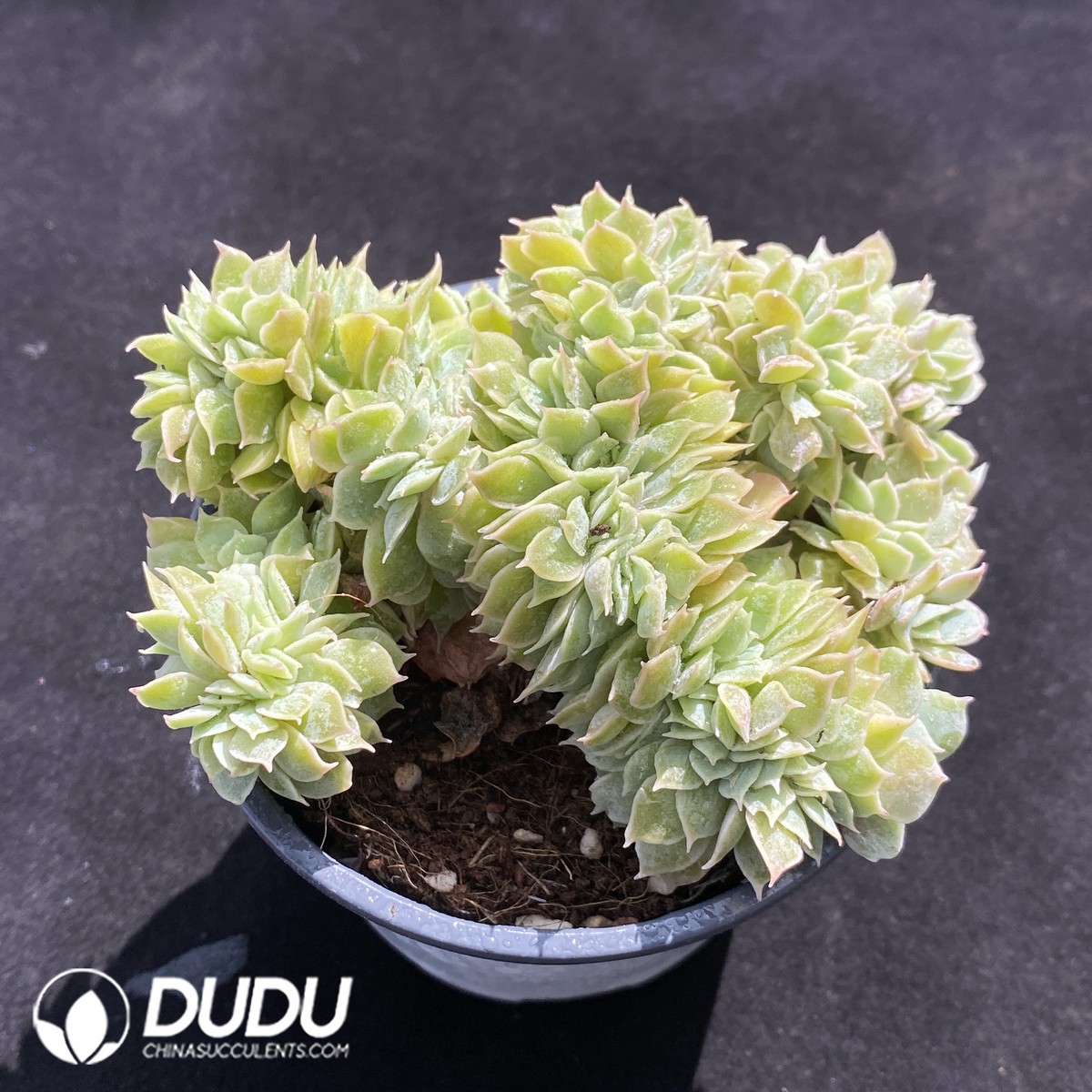 03795D120 (1) Echeveria Onslow Cristata - 画像 (1)