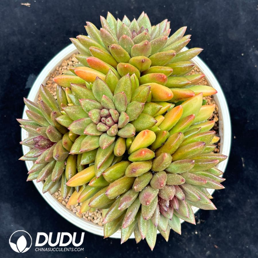 04220D250 Echeveria Fog Bubble Clustering - 画像 (1)