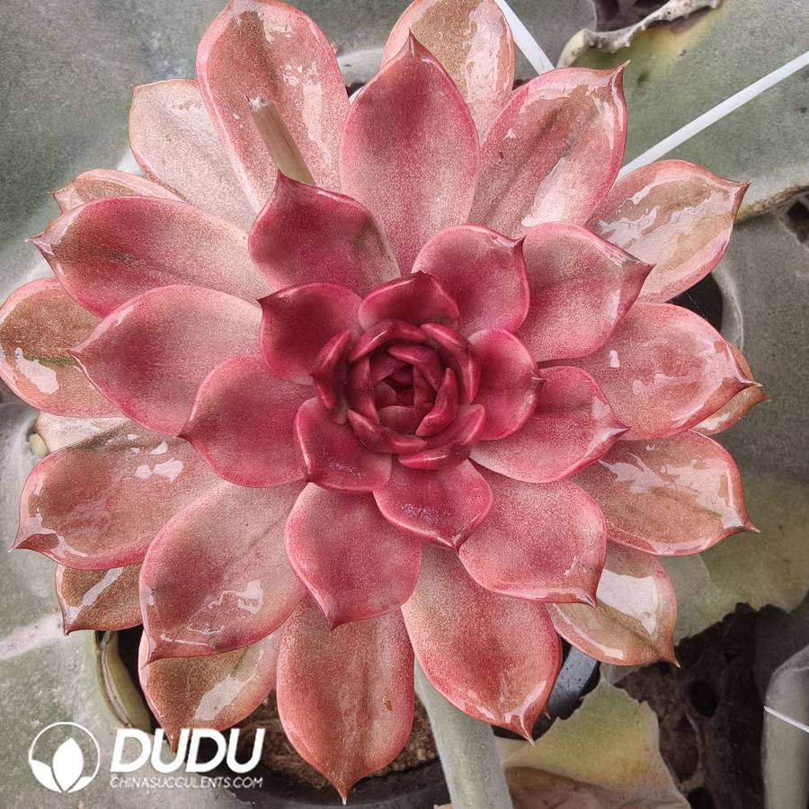 04271D100 (Grafted)Echeveria Forbidden City variegated - 画像 (1)