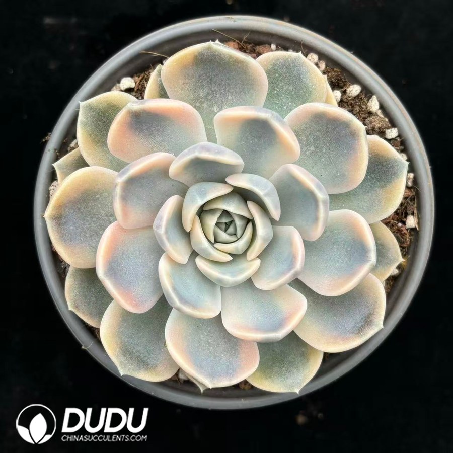 04321D110 Echeveria Burger Variegated - 画像 (1)