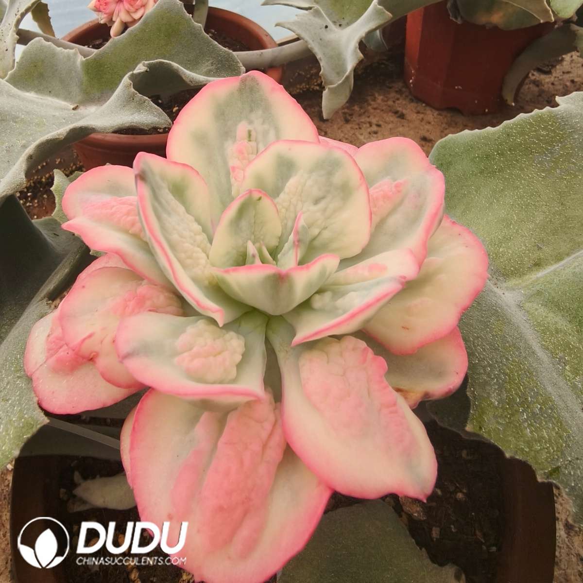 04336D120 (1) (Grafted) Echeveria Baron Bold Variegated - 画像 (1)