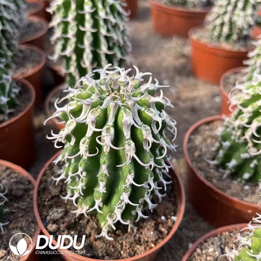 05254D90 Euphorbia columnaris - 画像 (1)