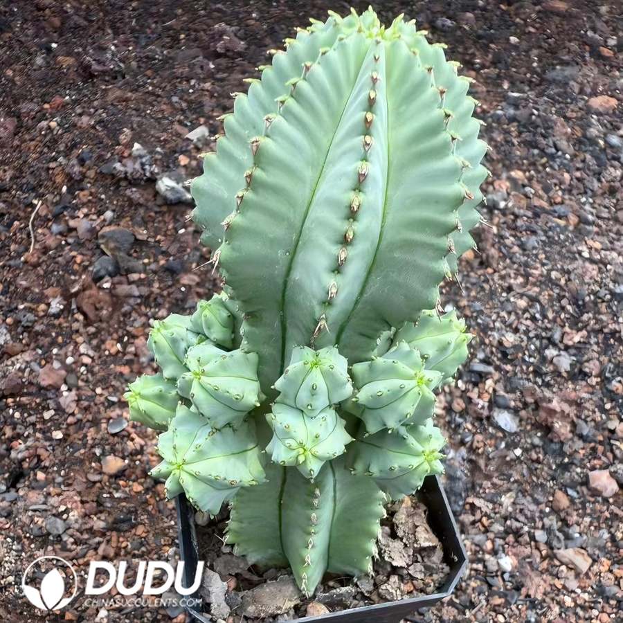 05309D70 (Seed Grown)Euphorbia Horrida No Thorns - 画像 (1)