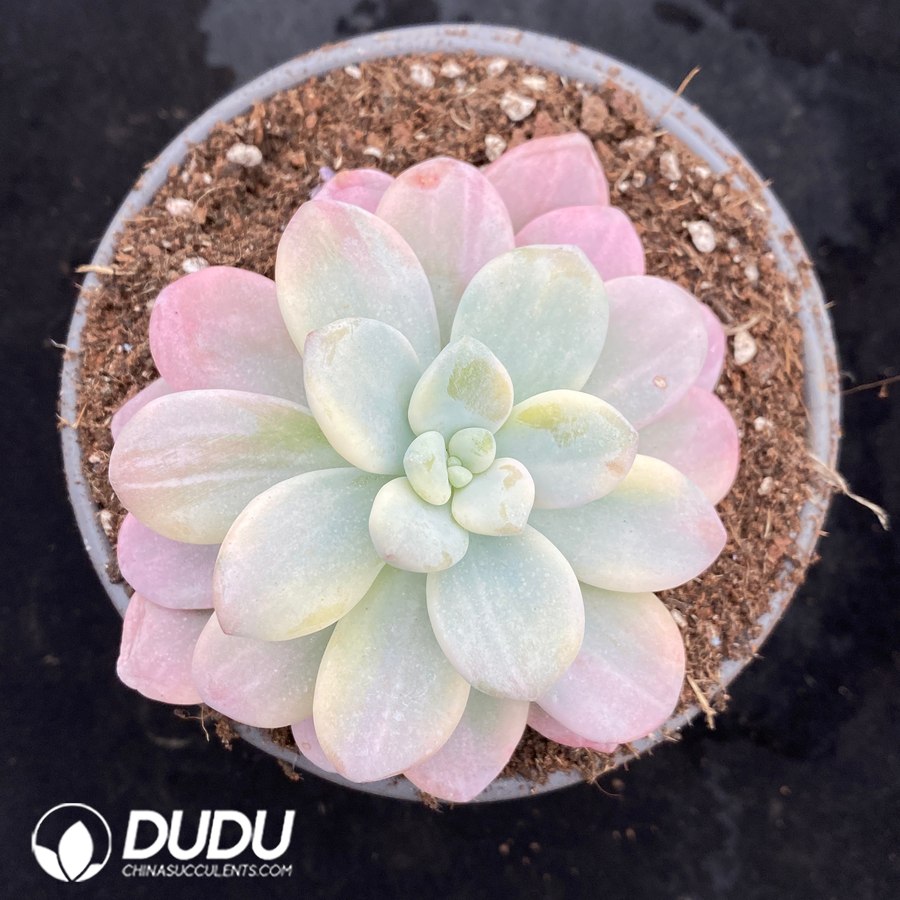 05447D120 Graptopetalum Miul Variegated - 画像 (1)