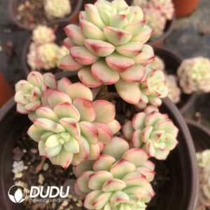 Echeveria Tango Variegated Clustering