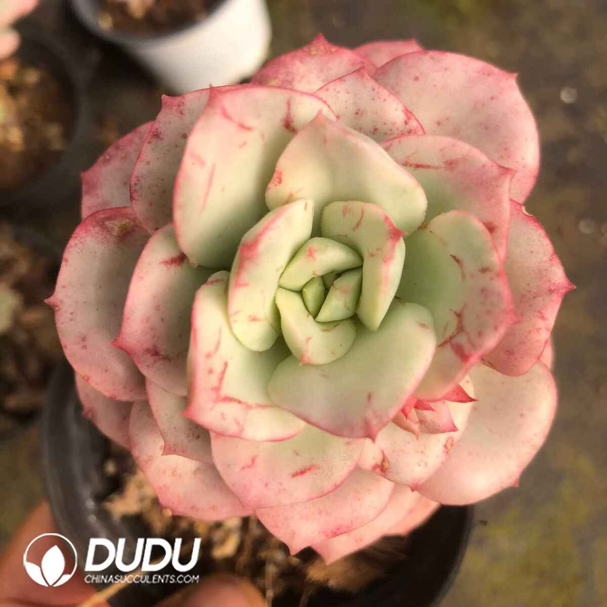 07842D90201.jpg Echeveria Nicksana Variegated - 画像 (1)