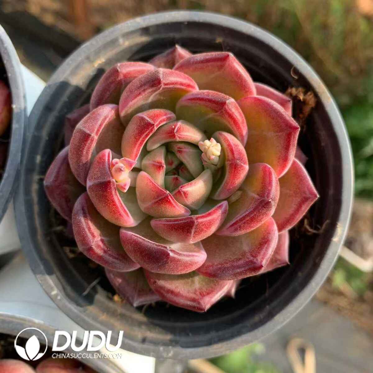 07856D90201.jpg Echeveria Dare Devil - 画像 (1)