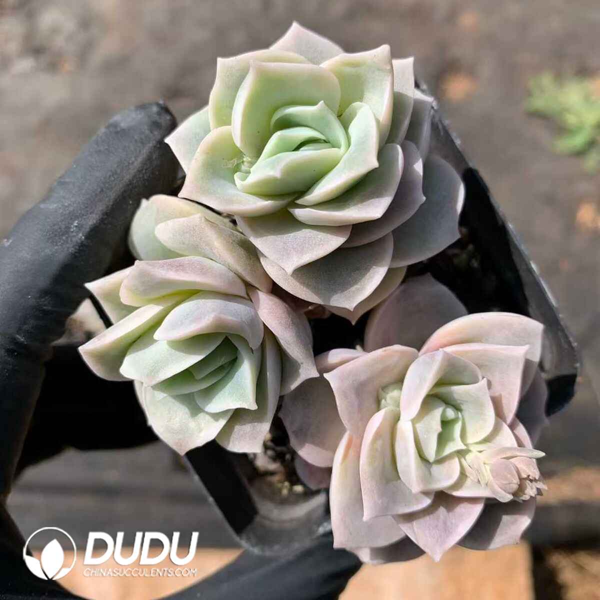 07867D70201.jpg Echeveria Lovely Rose Clustering - 画像 (1)