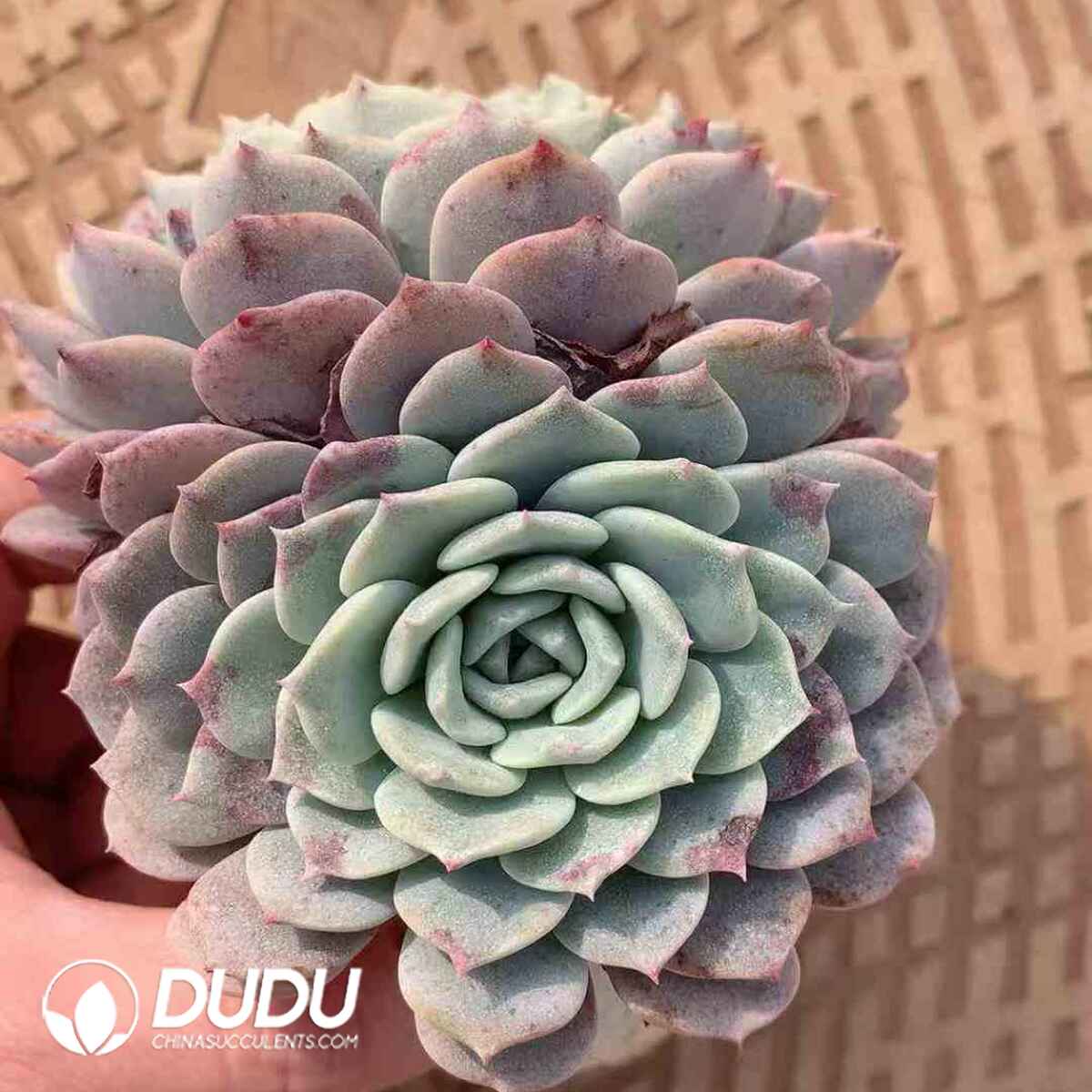 07873D90201.jpg Echeveria Begonia - 画像 (1)