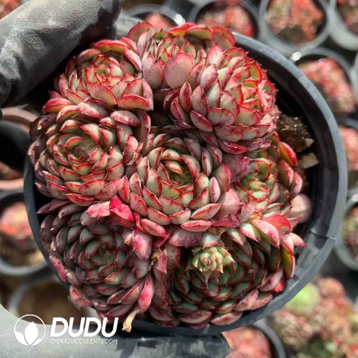 07885D90201.jpg Echeveria Dream Rose - 画像 (1)