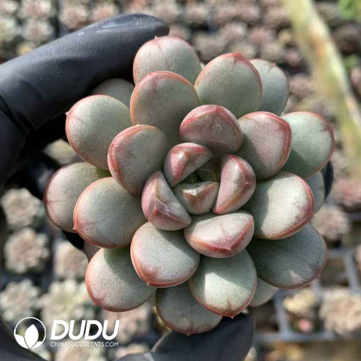 07897D65201.jpg Echeveria grape - 画像 (1)