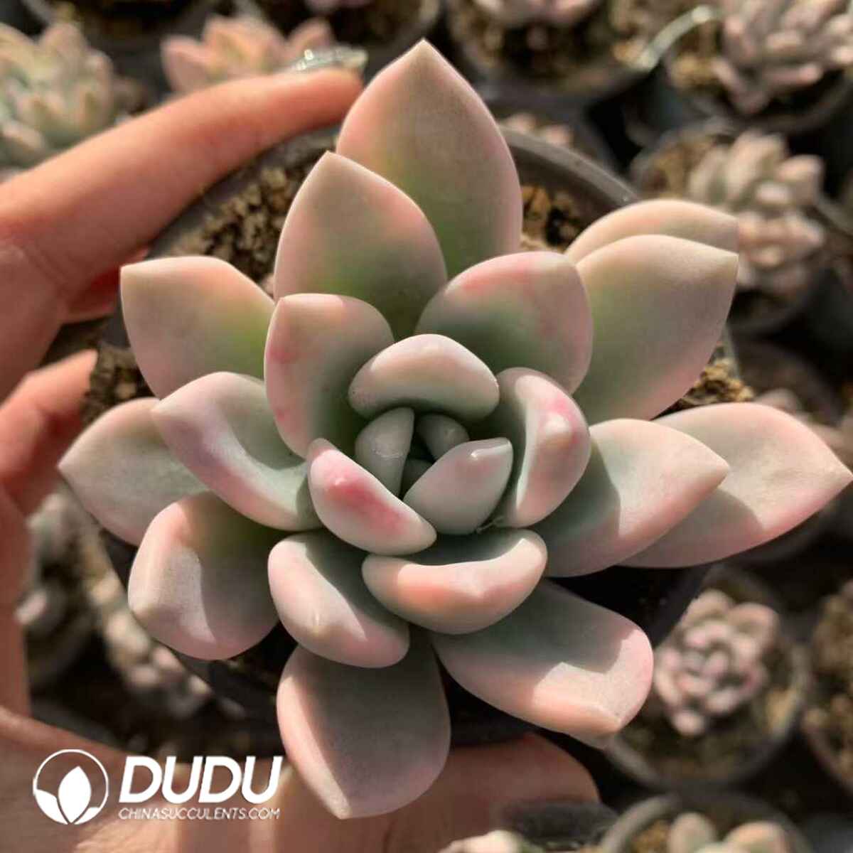 07899D90201.jpg Echeveria Aurora Marginata Variegated - 画像 (1)