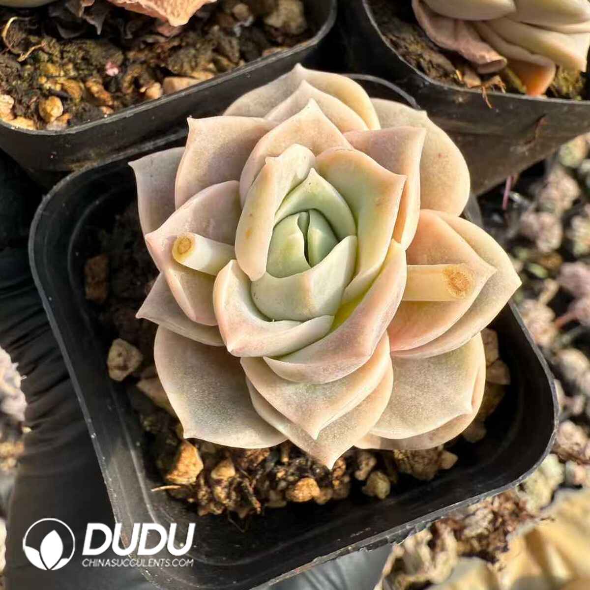 07902D70201.jpg Echeveria Lovely Rose - 画像 (1)