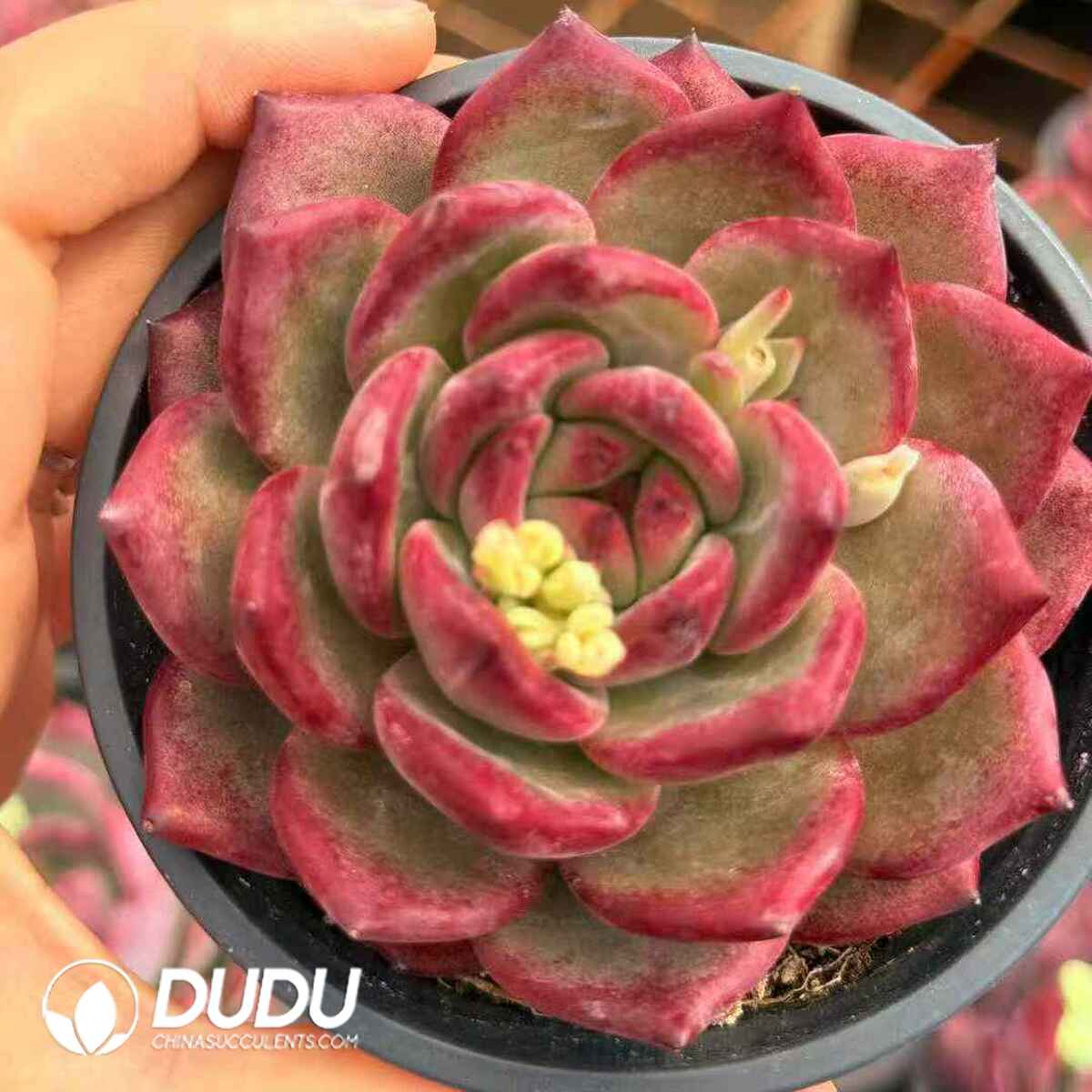 07928D90201.jpg Echeveria Latour - 画像 (1)