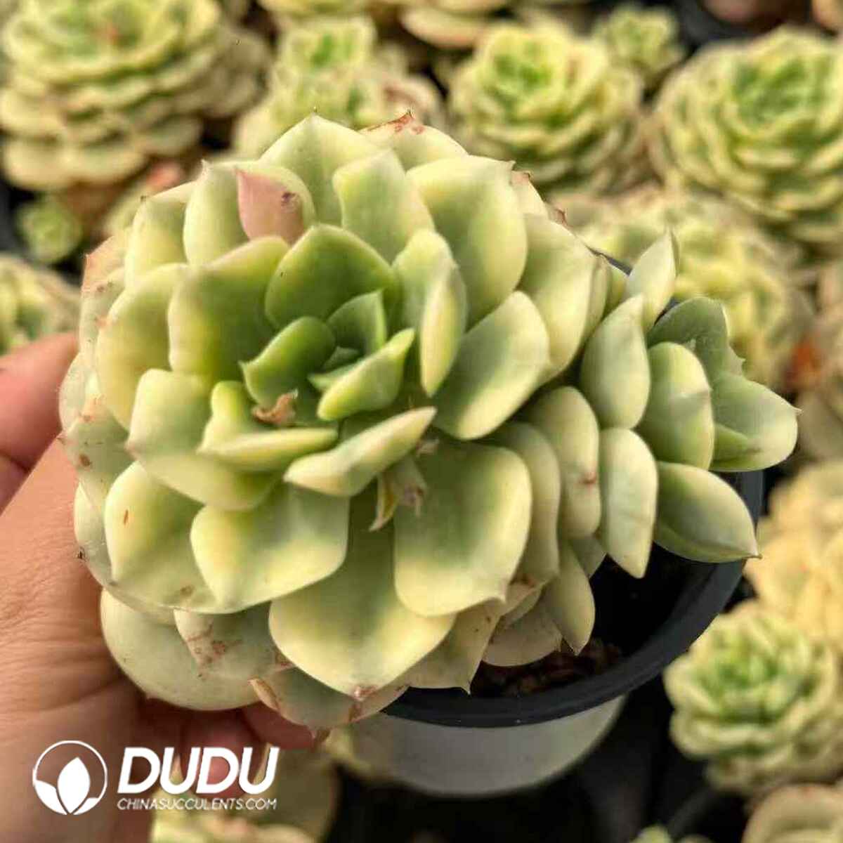 07932D90201.jpg Echeveria Nicksana Variegated Clustering 2-3Heads - 画像 (1)