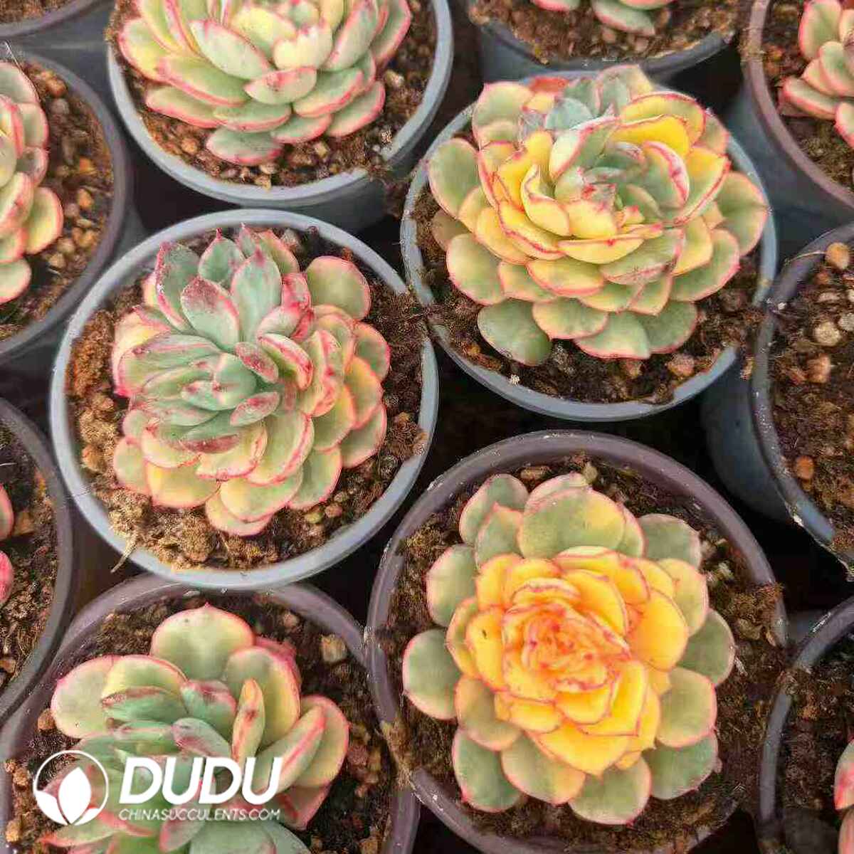 07936D90201.jpg Echeveria Bannu Variegated - 画像 (1)